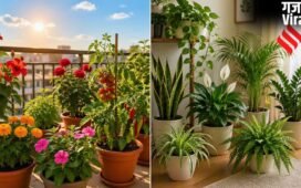 बालकनी में लगा रखे हैं पौधे तो ध्यान दें, जानें कौन से धूप में रखें और किसको घर के अंदर