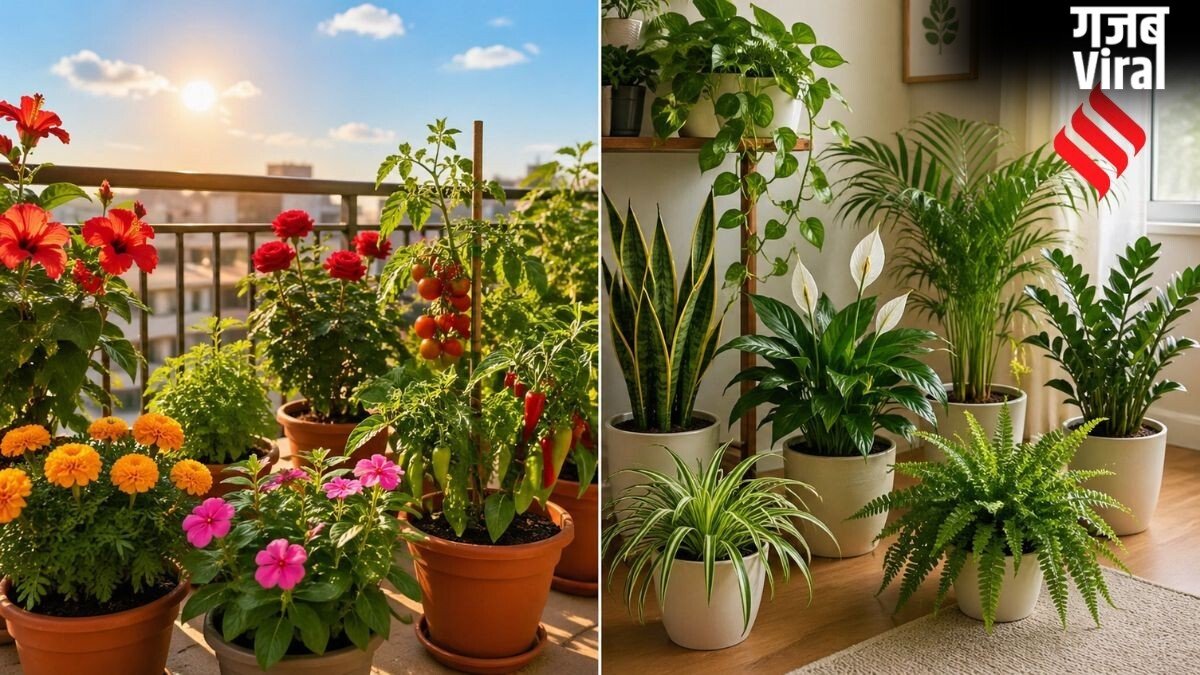 बालकनी में लगा रखे हैं पौधे तो ध्यान दें, जानें कौन से धूप में रखें और किसको घर के अंदर