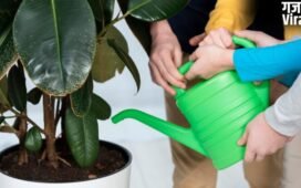 सुबह या शाम, गर्मियों में पौधों को कब देना चाहिए पानी?