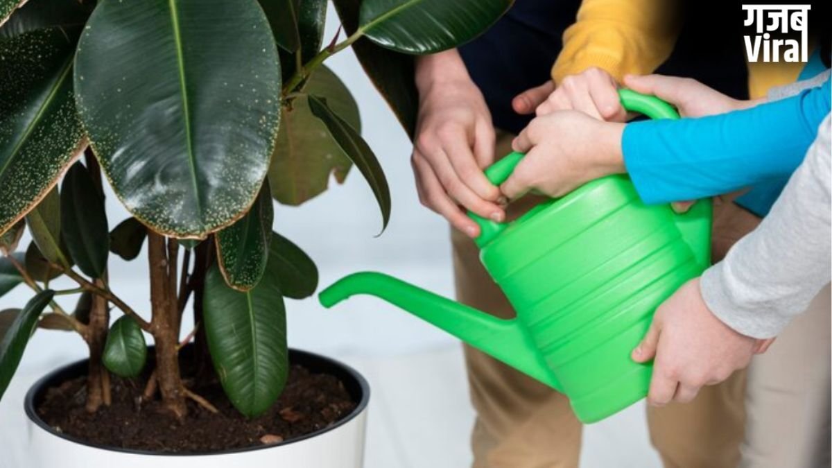 सुबह या शाम, गर्मियों में पौधों को कब देना चाहिए पानी?