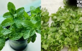 झुलसा देने वाली गर्मी में भी धनिया-पुदीना रहेगा हफ्तों तक फ्रेश, बस फॉलो कर लें ये टिप्स