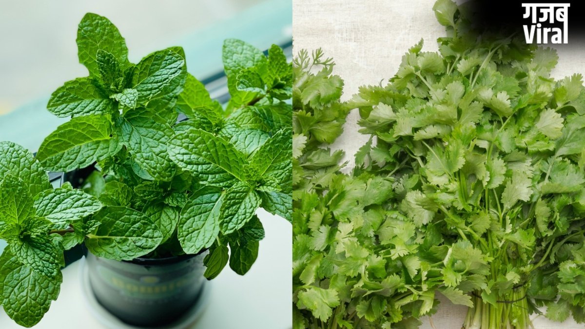 झुलसा देने वाली गर्मी में भी धनिया-पुदीना रहेगा हफ्तों तक फ्रेश, बस फॉलो कर लें ये टिप्स