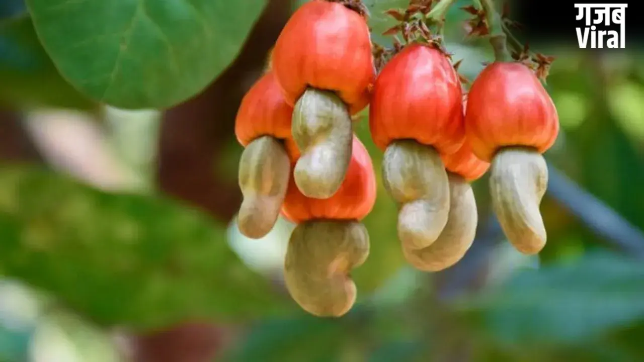 Benefits of Cashew: मुठ्ठी भर काजू आपकी स्किन, बालों और आंखों के लिए है फायदेमंद, डेली डाइट में करें शामिल