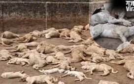 सहारनपुर : 5 फीट ऊंची दीवार फांदकर कुत्तों ने बाड़े में घुसकर 110 भेड़ों को मार डाला; 15 लाख से अधिक का नुकसान​