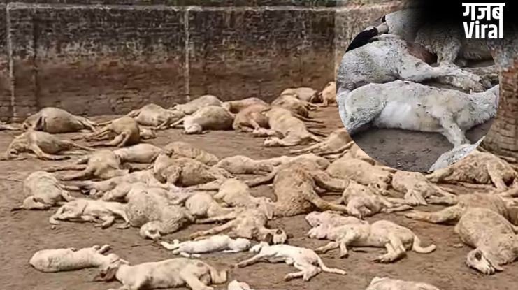 सहारनपुर : 5 फीट ऊंची दीवार फांदकर कुत्तों ने बाड़े में घुसकर 110 भेड़ों को मार डाला; 15 लाख से अधिक का नुकसान​