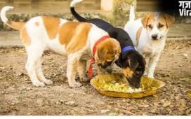 Feeding Animals: जगाना है सोया हुआ भाग्य? आज से ही शुरू कर दें इन 5 जीवों को भोजन कराना​