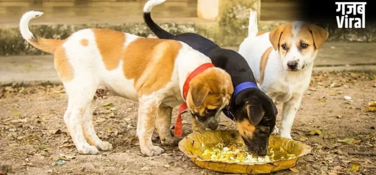 Feeding Animals: जगाना है सोया हुआ भाग्य? आज से ही शुरू कर दें इन 5 जीवों को भोजन कराना​