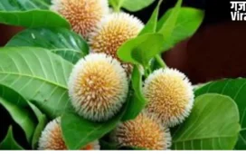 Kadam Fruit Benefits: हेल्थ के लिए कई मामलों में वरदान है श्रीकृष्ण का प्रिय फल ‘कदम’​