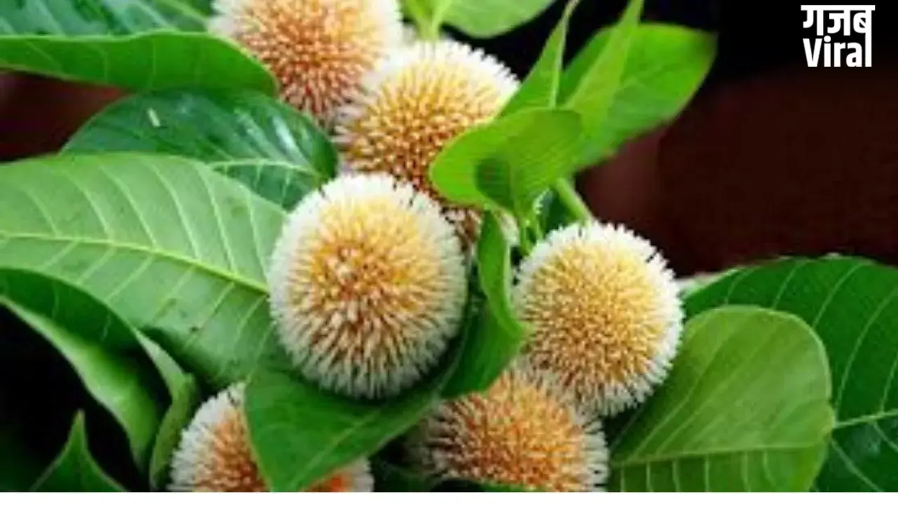 Kadam Fruit Benefits: हेल्थ के लिए कई मामलों में वरदान है श्रीकृष्ण का प्रिय फल ‘कदम’​