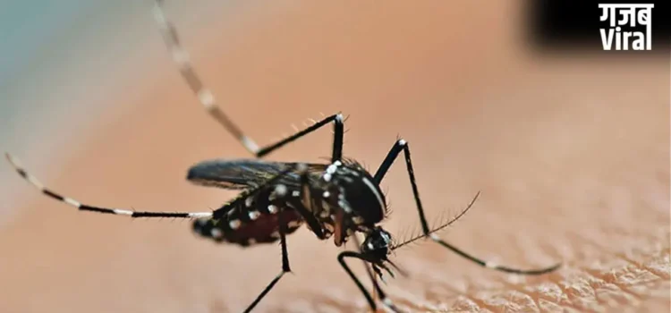 National Dengue Day: डेंगू से बचने के लिए लगाते हैं अगरबत्ती, तो हो जाइए सावधान! हो सकती है सांस संबंधी बीमारी​
