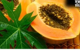 Papaya Leaves Benefits: डेंगू ही नहीं, कई और मामलों के लिए पपीते के पत्ते हैं ‘संजीवनी बूटी’, आज़मा कर देखिए​