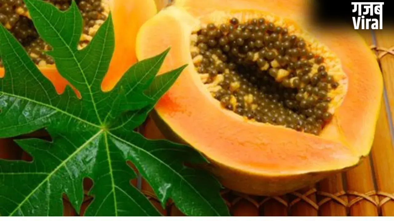 Papaya Leaves Benefits: डेंगू ही नहीं, कई और मामलों के लिए पपीते के पत्ते हैं ‘संजीवनी बूटी’, आज़मा कर देखिए​