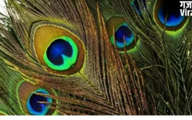 Peacock Feather Vastu Tips: गलत दिशा में मोरपंख रखने से हो जाएंगे कंगाल! जानिए सबसे शुभ दिशा​