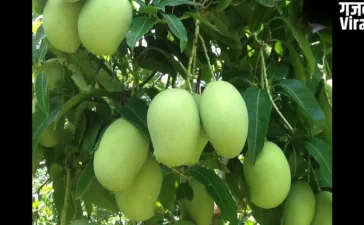 Raw Mango: भीषण गर्मी का काल है ‘कच्चा आम,’ लू से बचने के लिए आज ही आज़माएं​