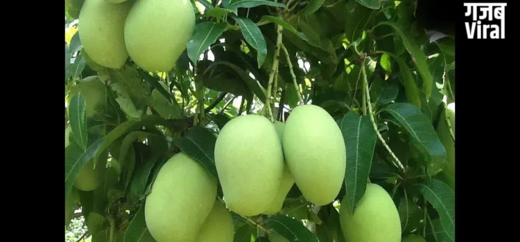Raw Mango: भीषण गर्मी का काल है ‘कच्चा आम,’  लू से बचने के लिए आज ही आज़माएं​