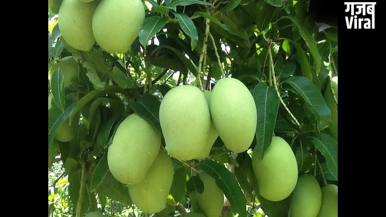Raw Mango: भीषण गर्मी का काल है ‘कच्चा आम,’ लू से बचने के लिए आज ही आज़माएं​