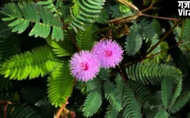 Shami Plant: कंगाल को भी मालामाल बना सकता है शमी का पौधा, बस जान लें सही दिशा और वास्तु नियम।