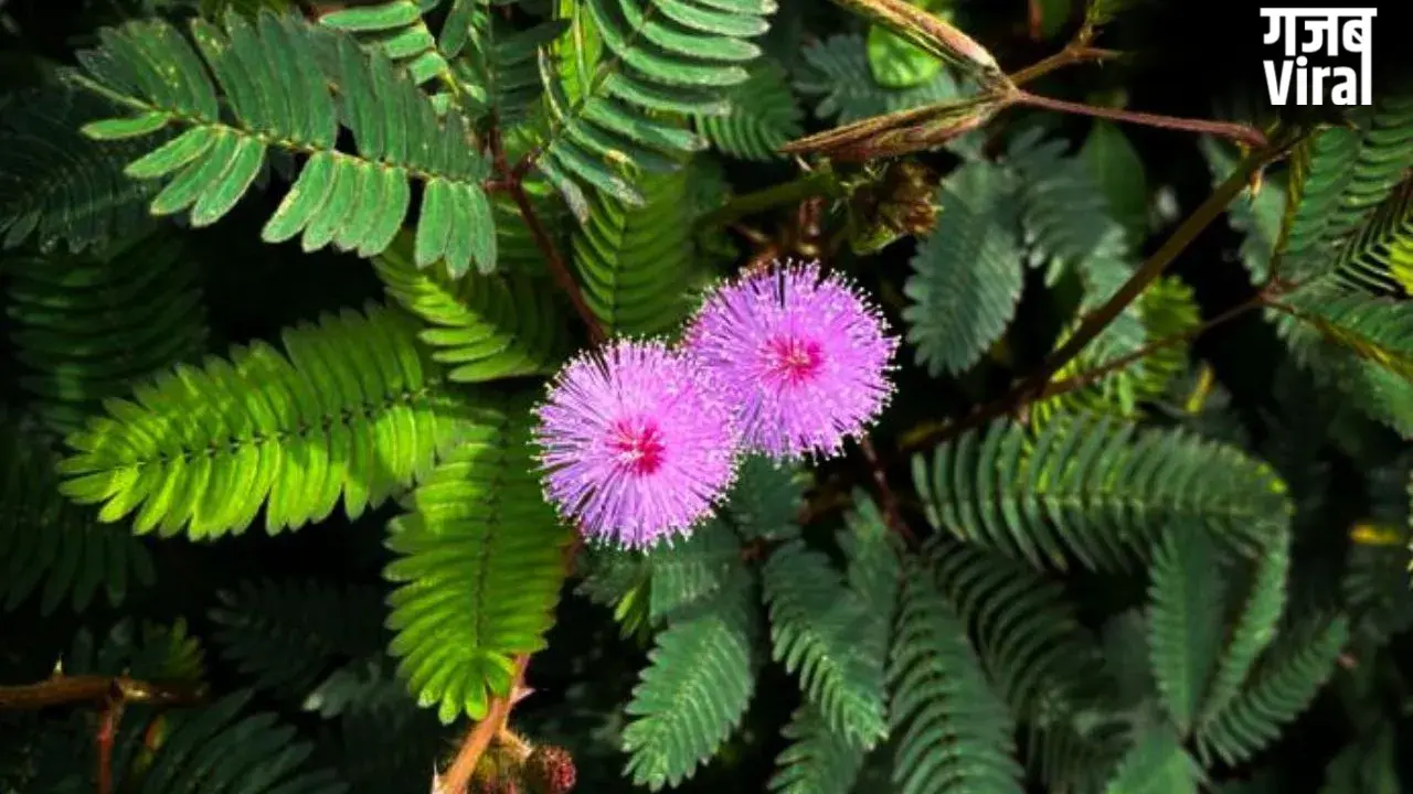 Shami Plant: कंगाल को भी मालामाल बना सकता है शमी का पौधा, बस जान लें सही दिशा और वास्तु नियम।