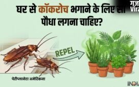 घर से कॉकरोच भगाने के लिए कौन सा पौधा लगाना चाहिए?​
