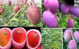 शहद से भी ज्यादा मीठा है दुनिया का सबसे महंगा आम, कीमत लाखों में, जानें इस Mango की खासियत