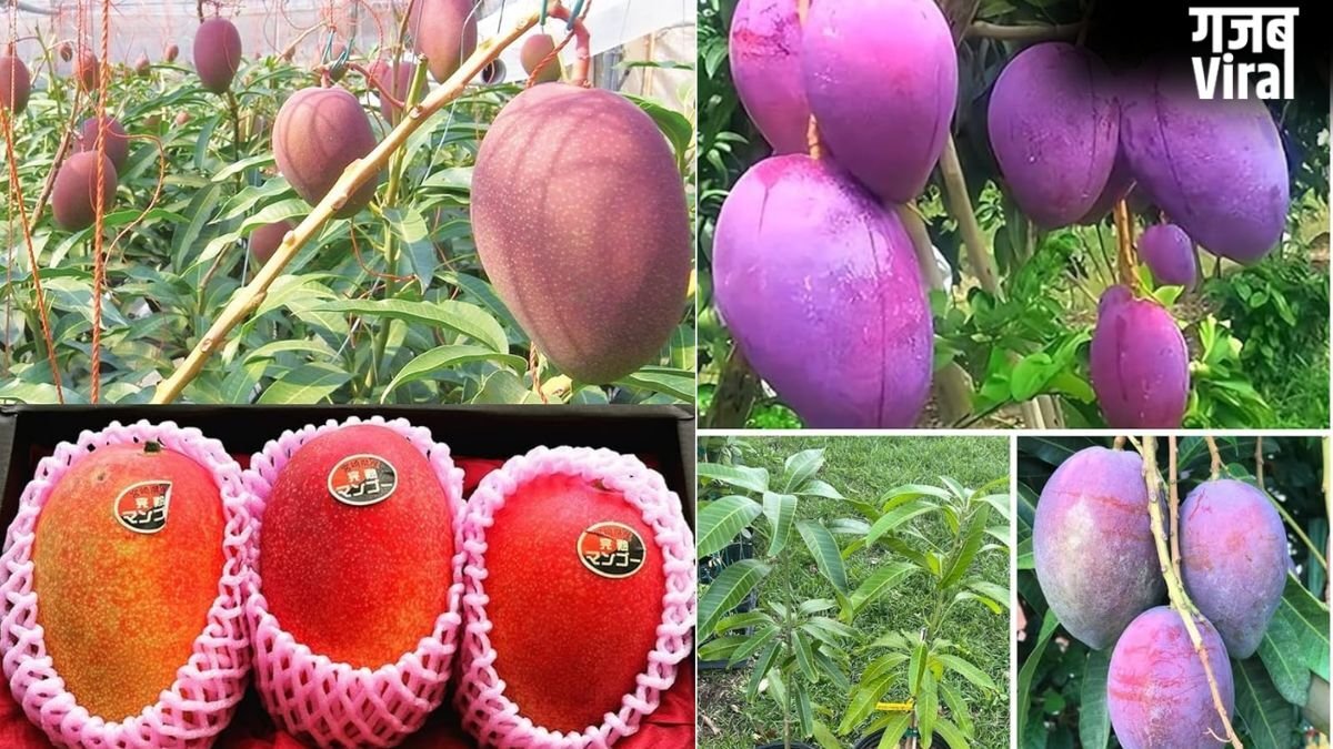 शहद से भी ज्यादा मीठा है दुनिया का सबसे महंगा आम, कीमत लाखों में, जानें इस Mango की खासियत