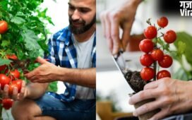 टमाटर के पौधे में डाल दें ये एक चीज, भर भर कर निकलेंगे Tomatoes