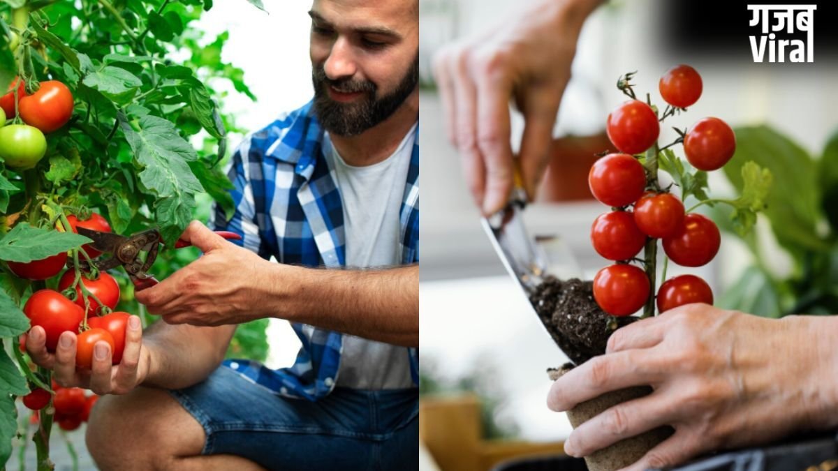टमाटर के पौधे में डाल दें ये एक चीज, भर भर कर निकलेंगे Tomatoes​