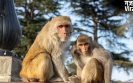UP: बंदर की मौत पर फंस गए पूर्व विधायक, हाजी मुसर्रत अली बिट्टन पर कसा शिकंजा; कोर्ट में चार्जशीट दाखिल​