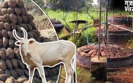 गौमाता करेंगी बेड़ा पार, ईरान-अमेरिका युद्ध का ऐसे नहीं होने देंगी भारत पर असर