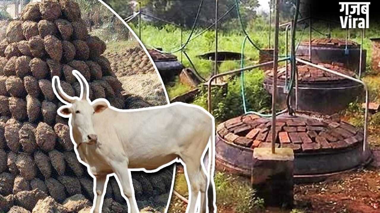 गौमाता करेंगी बेड़ा पार, ईरान-अमेरिका युद्ध का ऐसे नहीं होने देंगी भारत पर असर