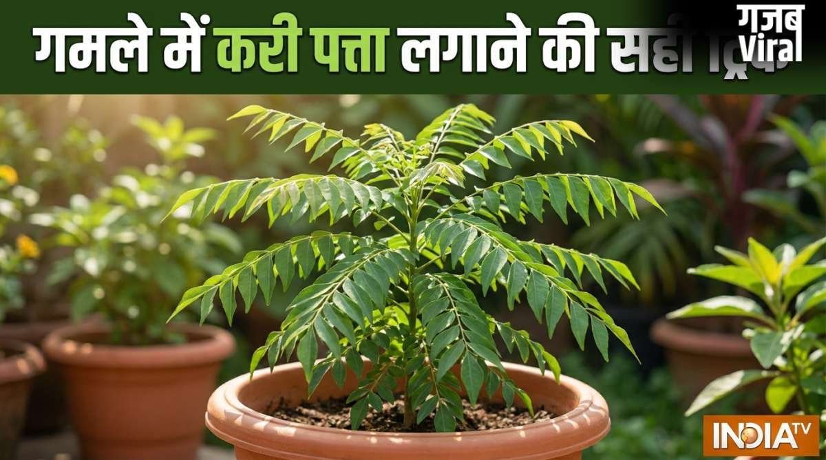 गमले में कैसे लगाएं करी पत्ता, इस ट्रिक को अपनाएं तेजी से बड़ा होगा पौधा, खाद पानी से ज्यादा इस बात का रखें ख्याल​