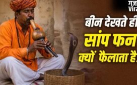 Snake Charmer Myths: क्या सपेरा बीन की आवाज से सांप को मदहोश कर देता है? यहां समझें पूरा सच​