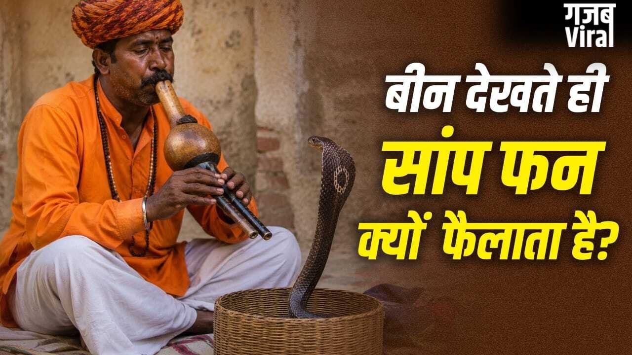 Snake Charmer Myths: क्या सपेरा बीन की आवाज से सांप को मदहोश कर देता है? यहां समझें पूरा सच​