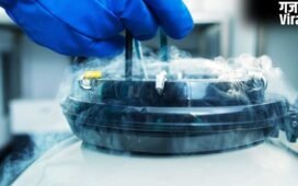 Egg Freezing के बाद अगर महिला अंडों का इस्तेमाल न करे तो क्या होता है? जानिए एक्सपर्ट्स क्या कहते हैं