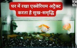 घर में सही दिशा में रखें एक्वेरियम तो खुद चलकर आता है पैसा, गलत जगह बन सकती है नुकसान, जानिए वास्तु नियम