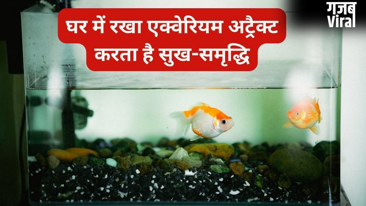 घर में सही दिशा में रखें एक्वेरियम तो खुद चलकर आता है पैसा, गलत जगह बन सकती है नुकसान, जानिए वास्तु नियम