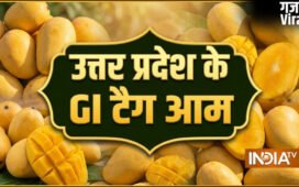 उत्तर प्रदेश के इन आम को मिल चुका है GI टैग, देश विदेश में है मांग, शहद सा मीठा होता है स्वाद​