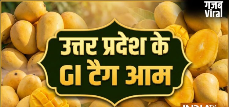 उत्तर प्रदेश के इन आम को मिल चुका है GI टैग, देश विदेश में है मांग, शहद सा मीठा होता है स्वाद​