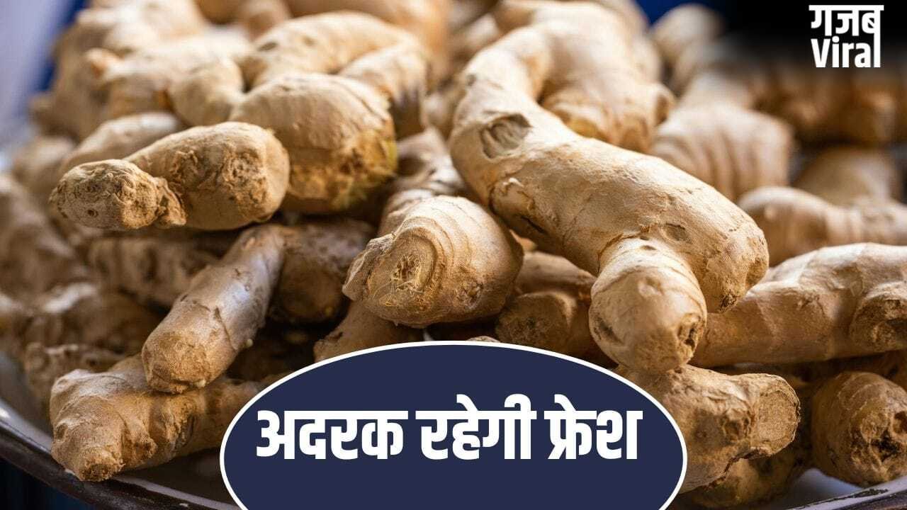 गर्मियों में जल्दी सूख जाती है अदरक, फॉलो करें ये टिप्स…हफ्तेभर रहेगी फ्रेश​