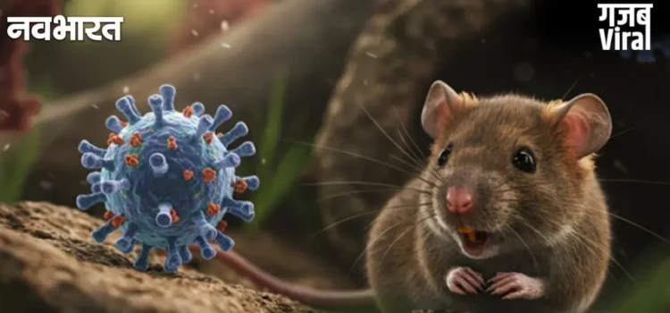 Explainer: Hantavirus क्या है? कैसे हुई इसकी शुरुआत और क्या होते हैं लक्षण? जानें कुछ महत्वपूर्ण बातें​