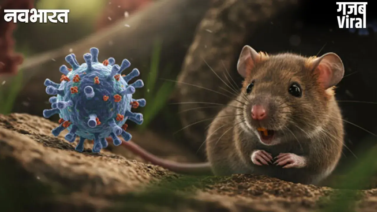 Explainer: Hantavirus क्या है? कैसे हुई इसकी शुरुआत और क्या होते हैं लक्षण? जानें कुछ महत्वपूर्ण बातें​