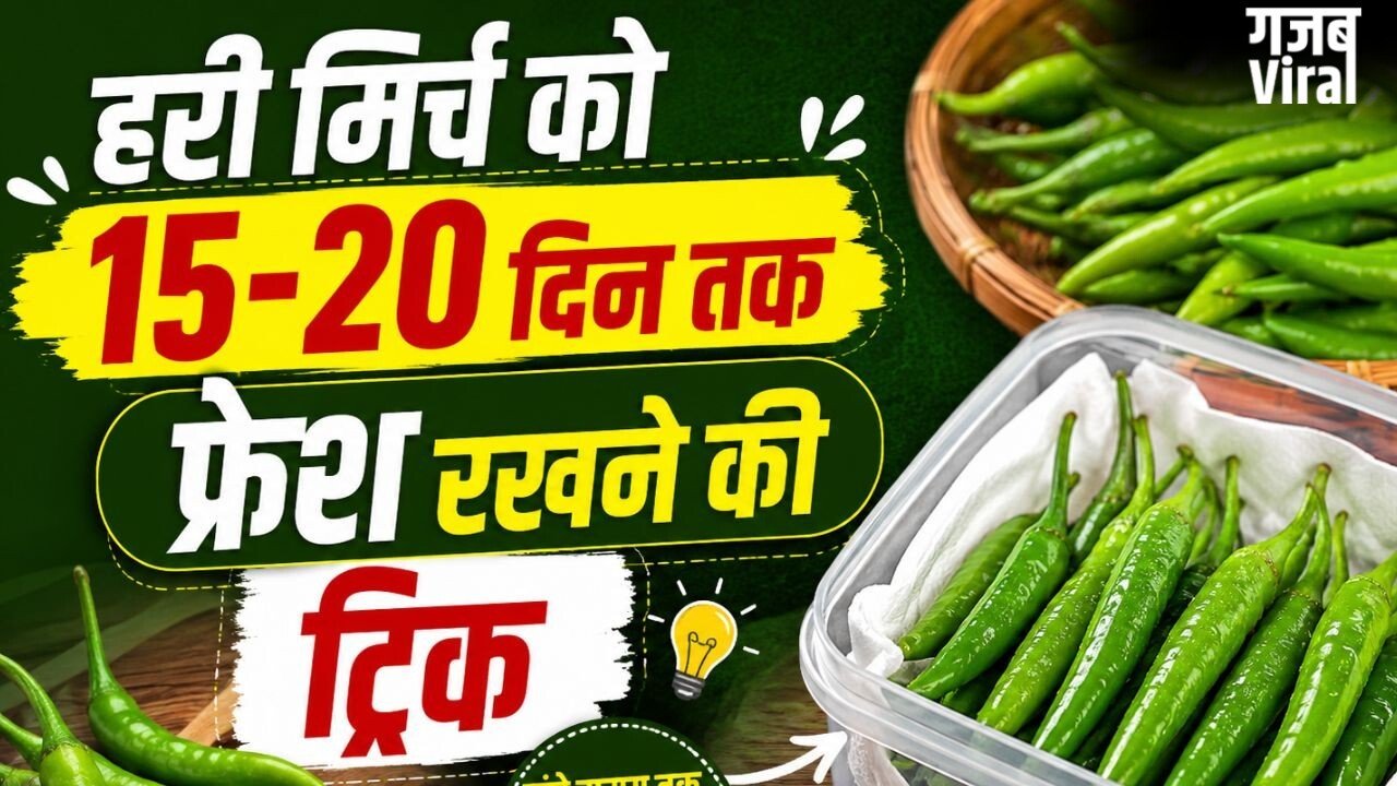हरी मिर्च को लंबे समय तक फ्रेश रखने के तरीके, सूखने और सड़ने से बचाने के लिए अपनाएं ये ट्रिक्स