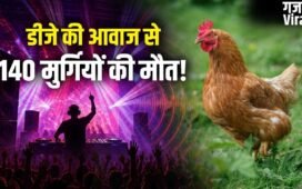 DJ की कितनी तेज आवाज इंसान हो या पक्षी, सबके लिए जानलेवा? सुल्तानपुर में 140 मुर्गियों की मौत से उठा सवाल