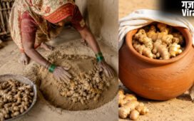 गर्मी में अदरक को कैसे स्टोर करें, बिना फ्रिज के अदरक को सूखने से बचाने के लिए अपनाएं ये टिप्स, महीनों फ्रेश रहेगी​