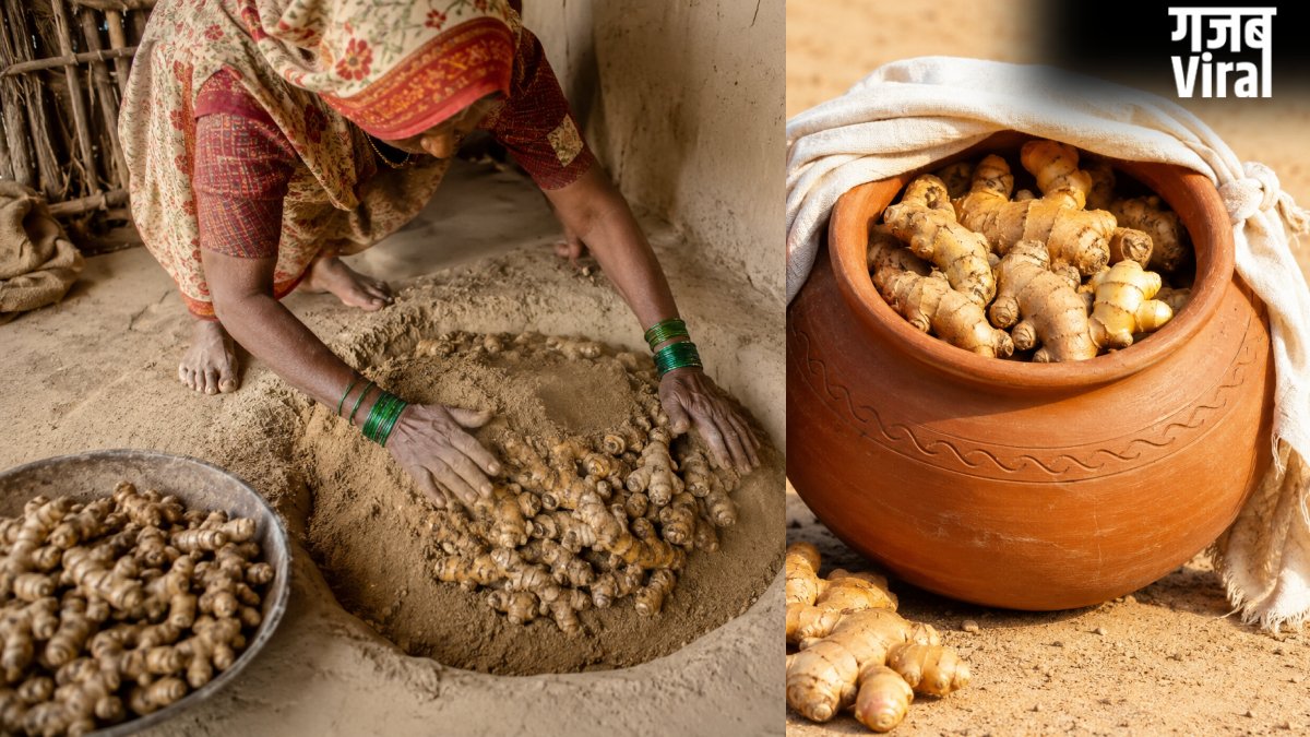 गर्मी में अदरक को कैसे स्टोर करें, बिना फ्रिज के अदरक को सूखने से बचाने के लिए अपनाएं ये टिप्स, महीनों फ्रेश रहेगी​