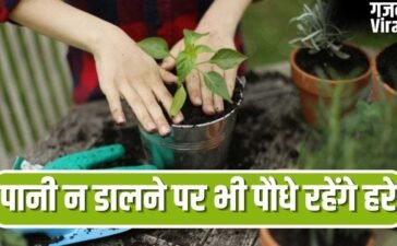 कई दिन के लिए जाना है बाहर, पौधे रहेंगे हरे-भरे…अपनाएं ये आसान तरीके