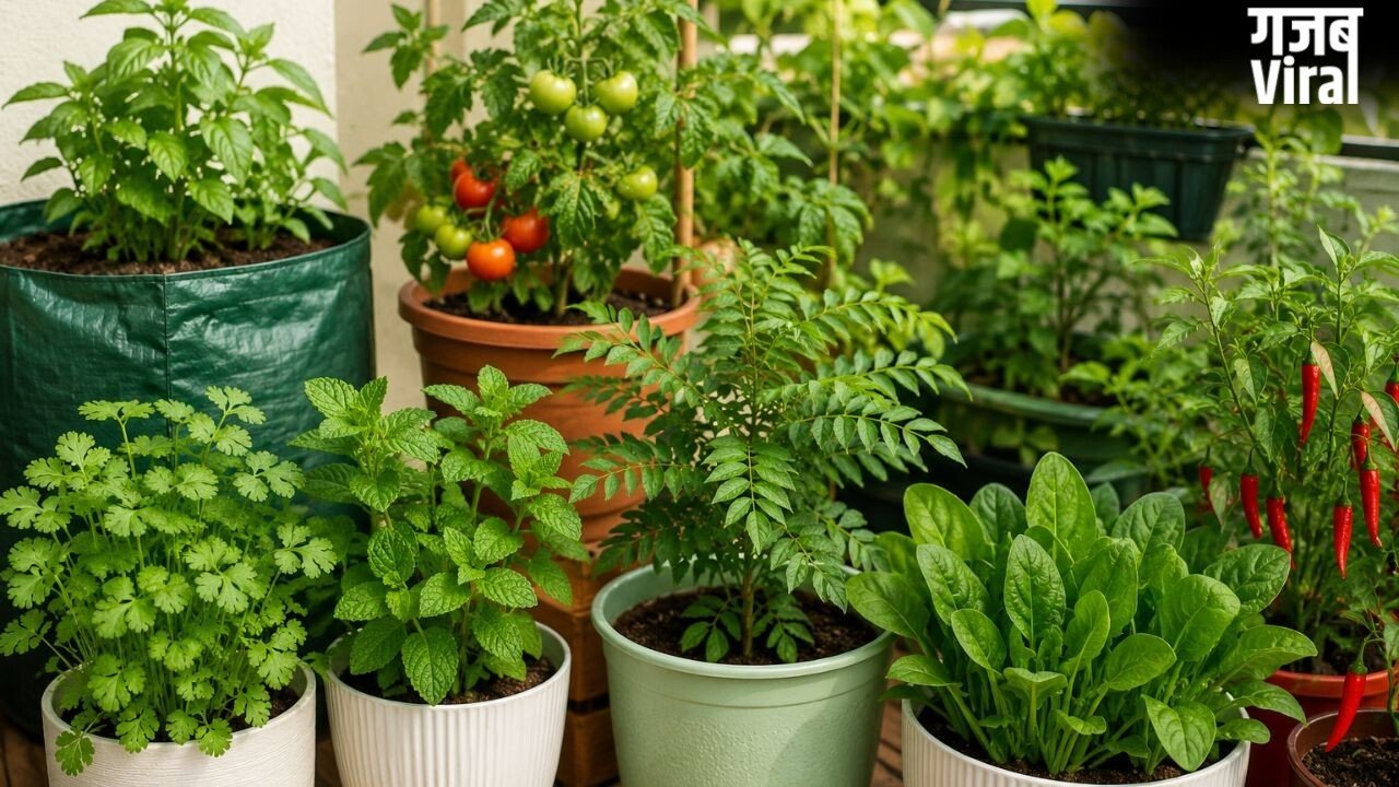 घर के किचन गार्डन में लगाएं ये 5 पौधे, बस कुछ जरूरी बातों का रखें ध्यान
