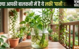 Lucky Pani Wale Paudhe: क्या आपकी बालकनी में भी हैं ये वॉटर प्लांट? वरना आज ही लाएं और कंगाली को कहें बाय-बाय!​