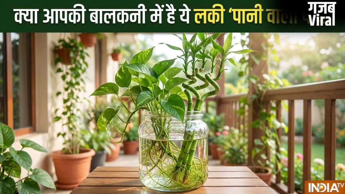 Lucky Pani Wale Paudhe: क्या आपकी बालकनी में भी हैं ये वॉटर प्लांट? वरना आज ही लाएं और कंगाली को कहें बाय-बाय!​