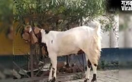 मैनपुरी की बकरा मंडी में तोताफरी नस्ल की धूम, ₹55 हजार तक पहुंची कीमत​